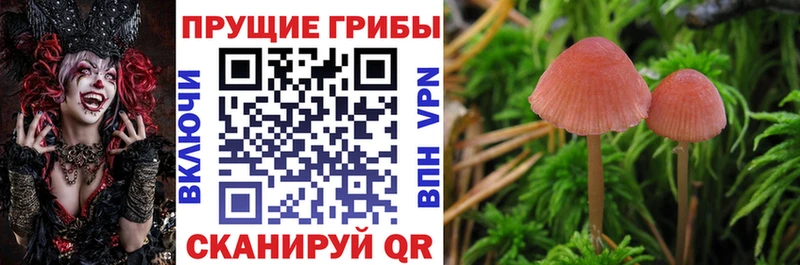 Псилоцибиновые грибы Psilocybe  Купить  Ак-Довурак 